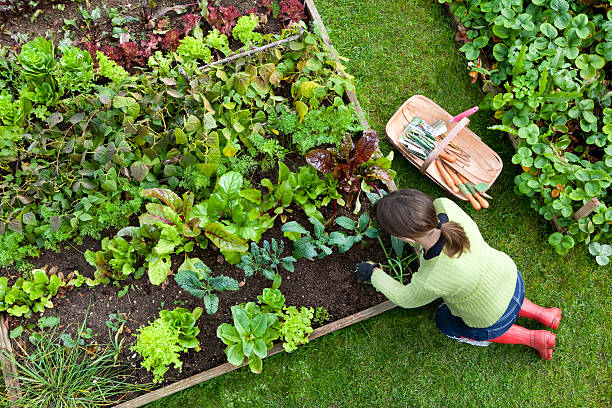 gardening st ives